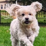 A dog running through grass with ears flapping in the wind