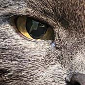 A close up on a gray cat, showing details in an eye
